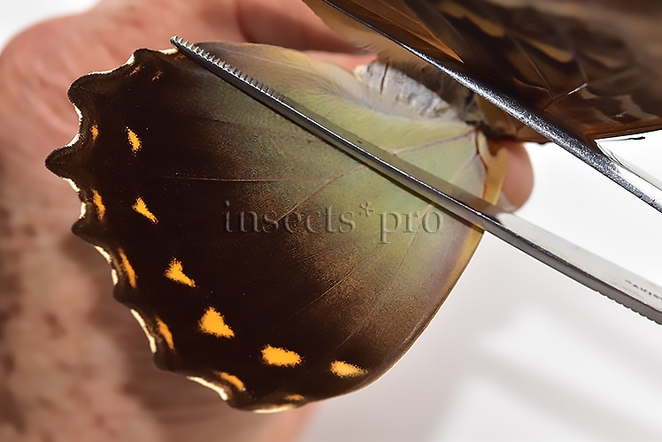 Morpho telemachus penelope A1 ♀ - Image 4