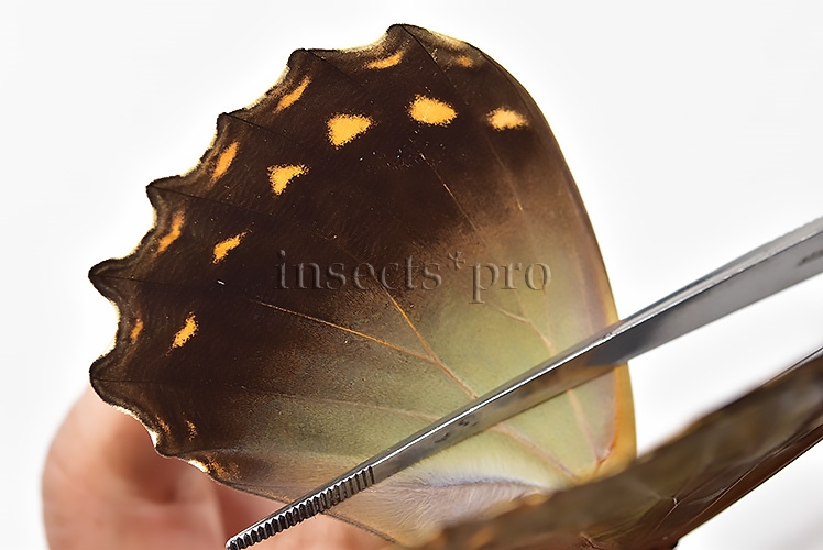 Morpho telemachus penelope A1 ♀ - Image 5