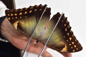 Morpho telemachus penelope A1 ♀