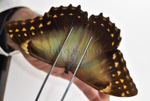Morpho telemachus penelope ♀