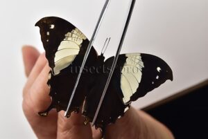 Anaea clytemnestra A1 ♀