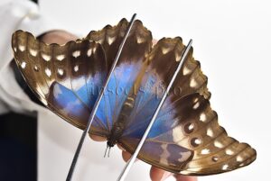 Morpho godartii tingomariensis A1 ♀