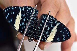 Hamadryas laodamia laodamia A1 ♀