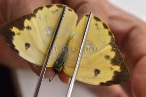 Phoebis argante argante A1 ♀