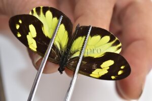 Dismorphia hyposticta paulina A1 RARE