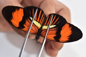 Heliconius melpomene amaryllis x aglaope A1 ♂ HYBRID*