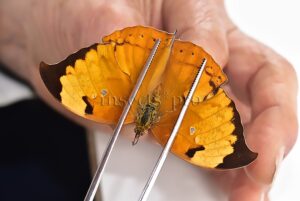 Anaea itys itys A1 ♀ DEAD LEAF BUTTERFLY