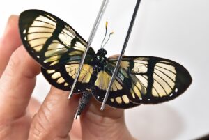Gazera heliconioides dodona A1 ♀