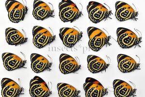 :::BULK SALE:::: Callicore cynosura cynosura A1 ♂