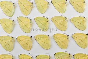 :::BULK SALE:::: Phoebis trite A1 ♂ STRAIGHT-LINED SULPHUR