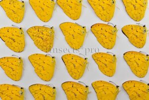 :::BULK SALE:::: Phoebis argante argante A1 ♂ DARK APRICOT SULPHUR