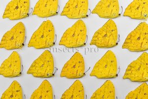 :::BULK SALE:::: Phoebis neocypris rurina A1 ♂ TAILED SULPHUR