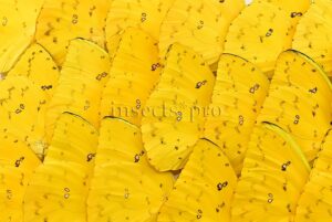 :::BULK SALE:::: Phoebis philea philea A1 ♂ ORANGE-BARRED SULFUR