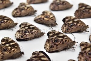 :::BULK SALE:::: Eunica alpais alpais A1 ♂