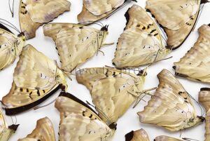 :::BULK SALE:::: Doxocopa laurentia cherubina A1 ♂