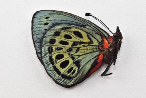 Asterope leprieuri leprieuri ♂ RARE