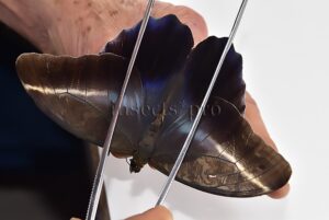 Caligo idomeneus idomenides ♂