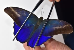 Caligo suzanna A1 ♂