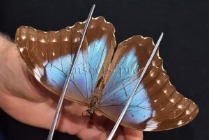 Morpho menelaus huebneri ♀