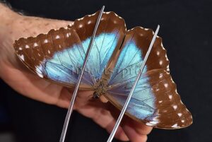Morpho menelaus huebneri ♀