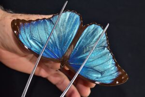 Morpho menelaus huebneri ♂