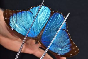 Morpho menelaus huebneri ♂