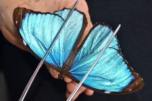 Morpho menelaus huebneri ♂