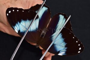 :::BULK SALE:::: Morpho helenor helenor A1 ♂
