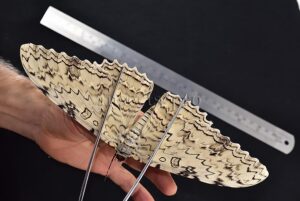 Thysania agrippina ♂ LARGER MOTH OF THE WORLD