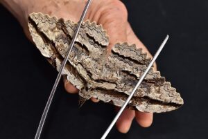 Thysania zenobia A1 ♂ RARE