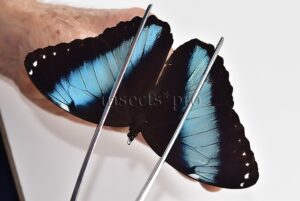 Morpho helenor theodorus ♂