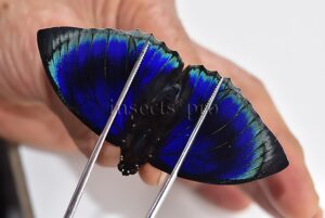 Agrias beata stuarti A1 ♂