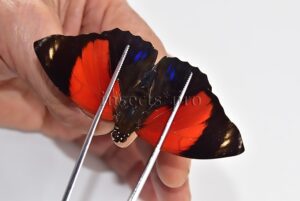 Agrias amydon amydonius ♂