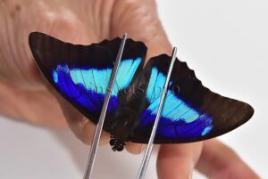 Prepona omphale A1 ♂ INTENSIVE VIOLET