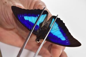 Prepona omphale A1 ♂