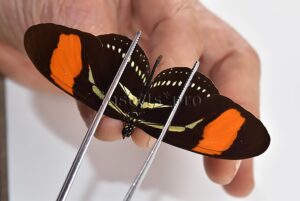 Heliconius hermathena sabinae A1 ♂ RARE