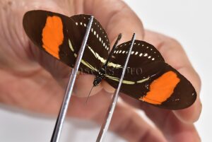 Heliconius hermathena sabinae ♂ RARE