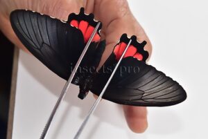Parides orellana ♀