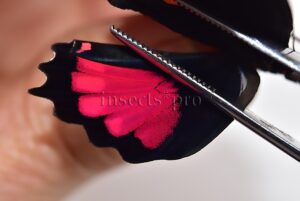 Parides orellana A1 ♂