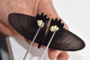 Parides cutorina A1 ♀