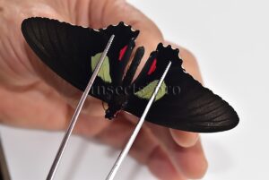 Parides cutorina A1 ♂