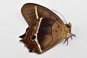 Antirrhea philaretes avernus A1 ♂