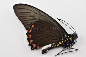 Battus crassus crassus A1 ♂