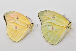 Anteos menippe A1 ♂ ABERRATION* YELLOWISH FORM SET of 2 sp.