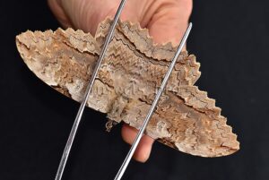 Thysania zenobia ♀ RARE MOTH