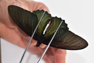 Battus belus varus A1 ♂