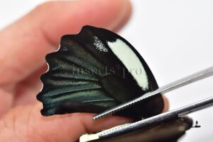 Battus belus varus A1 ♂