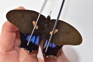 Antirrhea philaretes avernus A1 ♂ SPECIAL FORM ORANGE PATCH