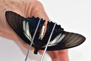 Battus crassus crassus A1 ♂