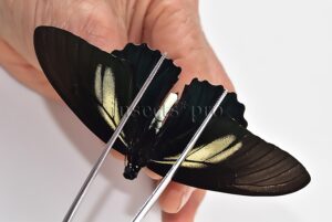 Battus crassus crassus A1 ♂